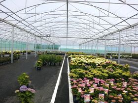 MULTITUNNEL ATLANTIQUE HORTI-PEPI (5)