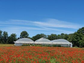 SERRE PROFESSIONNELLE FRUITS ROUGES (2)