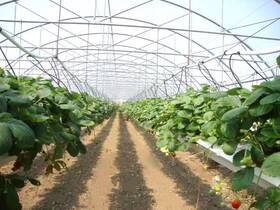 SERRE TUNNEL PROFESSIONNEL CHAT FRAISE